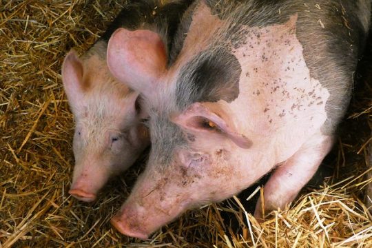 Maty gumowe dla świń wpływają na dobrostan zwierząt